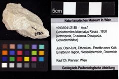 Foto (Objket + Etiketten) von Goniodromites bidentatus (Reuss, 1858) 